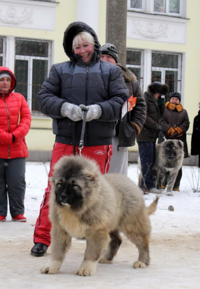 КАВКАЗСКАЯ ОВЧАРКА КОБЕЛЬ, РУССКИЙ РИСК ШЕРИФ