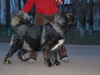 КАВКАЗСКАЯ ОВЧАРКА СУКА, ВОРОНЕЖСКИЕ БОГАТЫРИ ОРИАНА