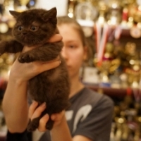 Британский котенок, кошка 1,5 месяца, шоколадная