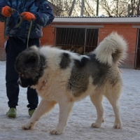  КОБЕЛЬ, РУССКИЙ РИСК ШАХ 2 года 2 месяца