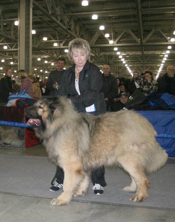 кавказская овчарка Алмаз Русский Риск 1 год 4 месяца, The Caucasian shepherd dog Almaz Russian Risk 1 year 4 months