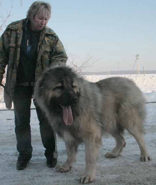 кавказская овчарка кобель Алмаз Русский Риск 1 г. 2 мес. / The Caucasian sheep-dog, male Almaz Russian Risk 14 months