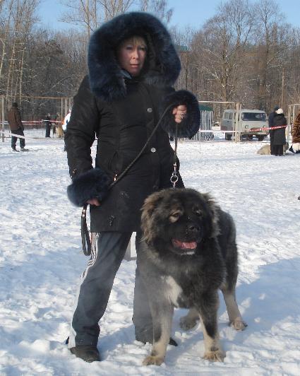 кавказская овчарка Русский Риск Атаманша Моя, Caucasian Shepherd dog Russian Risk Atamansha Moya, kavkazskaya ovchaka