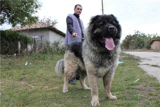 кавказская овчарка, кобель - Русский Риск Оскар 2, Caucasian Shepherd Dog - Russian Risk Oscar 2, Pastor Caucasian Dog - Russian Risk II Oscar 2