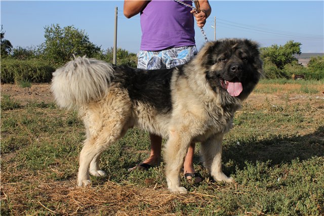 кавказская овчарка, кобель - Русский Риск Оскар 2, Caucasian Shepherd Dog - Russian Risk Oscar 2, Pastor Caucasian Dog - Russian Risk II Oscar 2