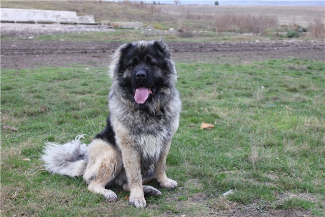 кавказская овчарка, кобель - Русский Риск Оскар 2, Caucasian Shepherd Dog - Russian Risk Oscar 2, Pastor Caucasian Dog - Russian Risk II Oscar 2