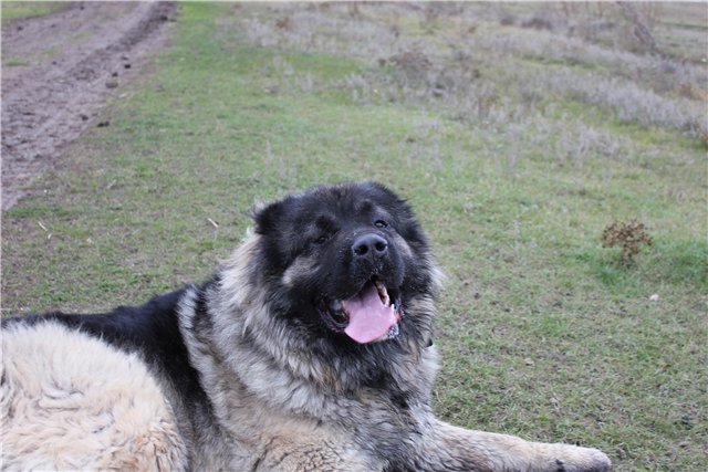 кавказская овчарка, кобель - Русский Риск Оскар 2, Caucasian Shepherd Dog - Russian Risk Oscar 2, Pastor Caucasian Dog - Russian Risk II Oscar 2