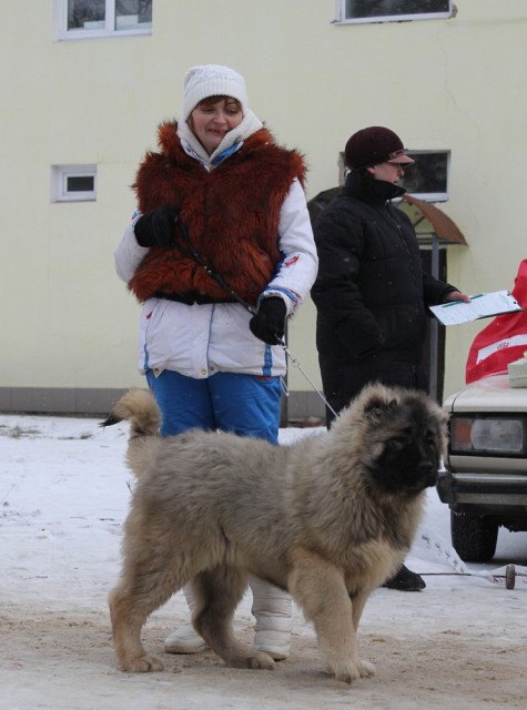 КАВКАЗСКАЯ ОВЧАРКА РУССКИЙ РИСК ШАГАНЭ