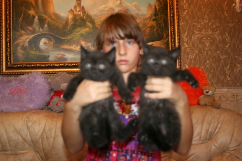 котята британкие черные котики