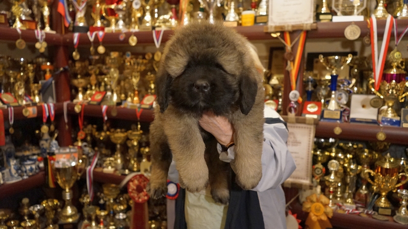 Щенок кавказской овчарки мальчик №1, серый, 45 дней