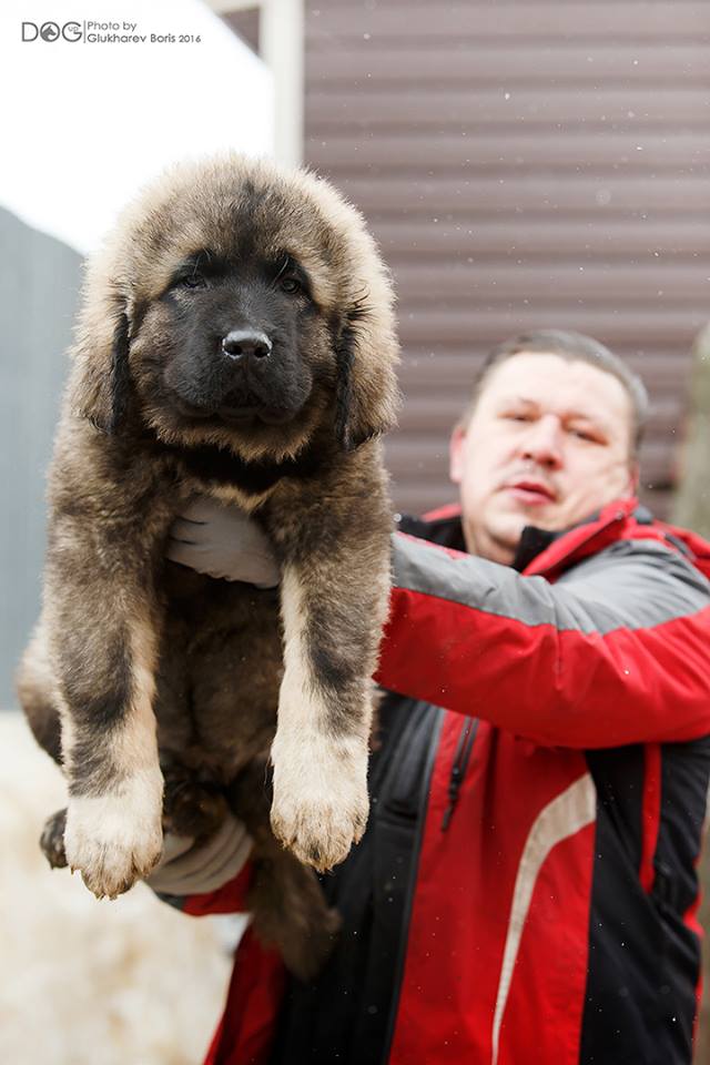 щенок кавказской овчарки 2 месяца, мальчик