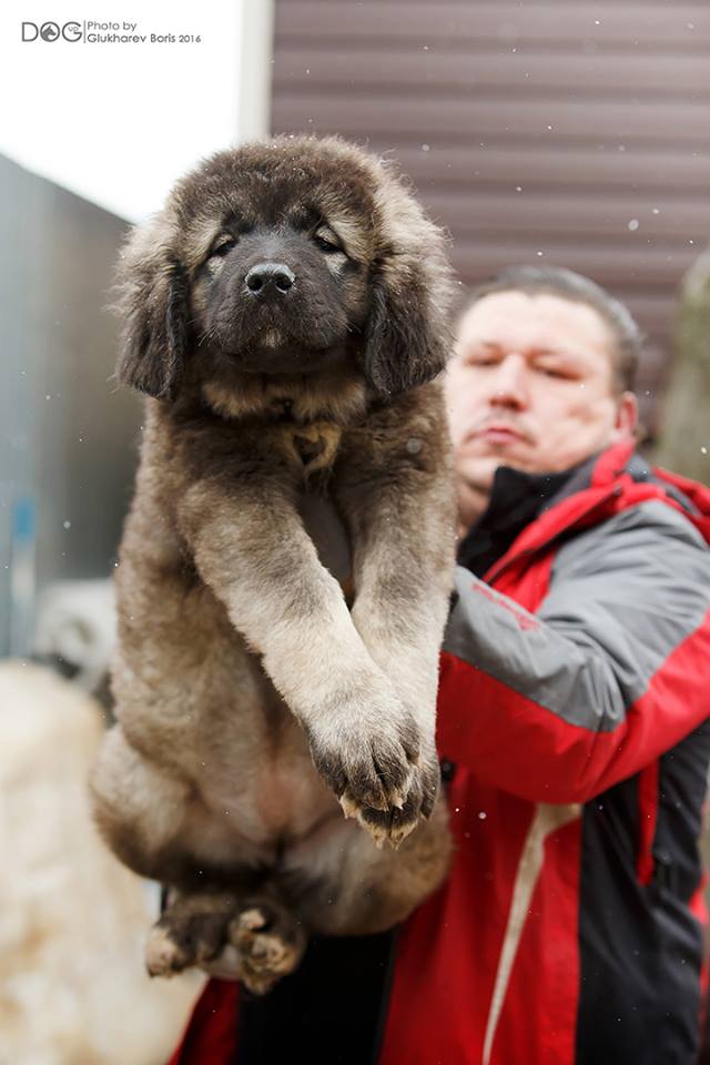 щенок кавказской овчарки девочка