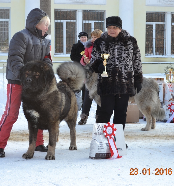 кавказская овчарка, Русский Риск Ангел Мой 2 года