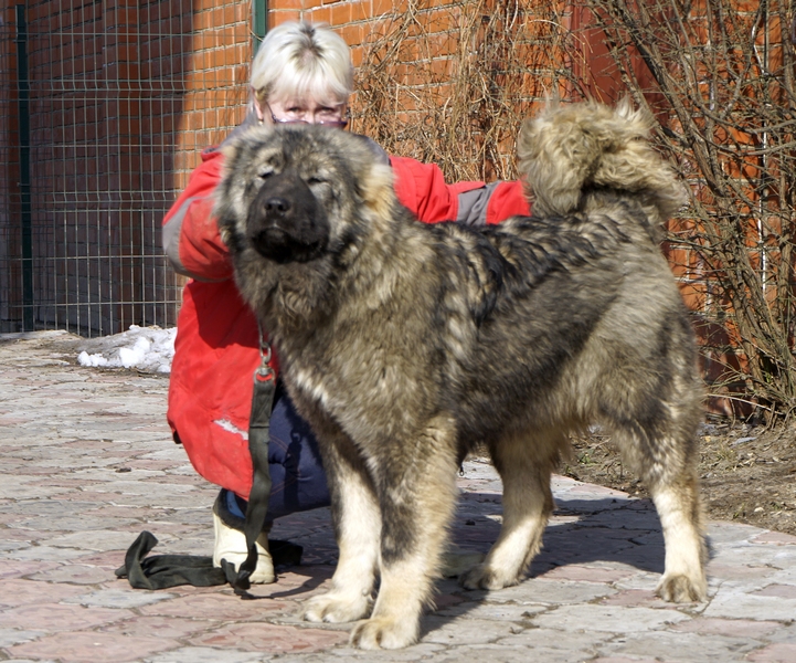 КАВКАЗСКАЯ ОВЧАРА, ЩЕНОК РУССКИЙ РИСК ДОРА 7,5 МЕСЯЦА