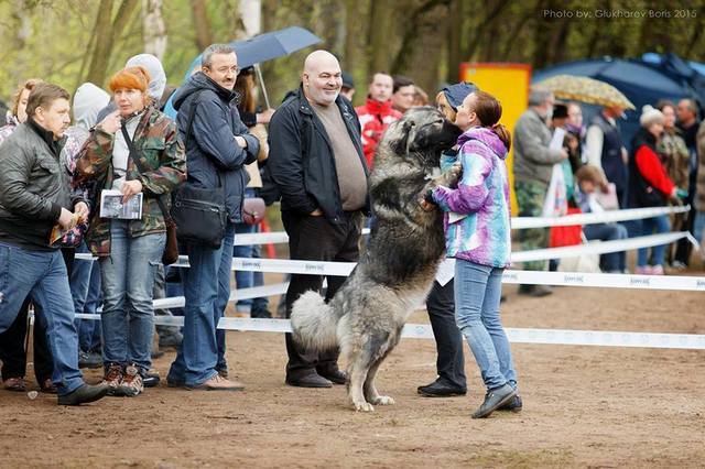 КРАТОВО ДЕ ЛЮКС АЛЬФА ДЛЯ ОСКАР ПЛЮС, РЕВАЗ ХОМАСУРИДЗЕ