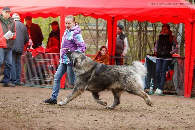 КРАТОВО ДЕ ЛЮКС АЛЬФА ДЛЯ ОСКАР ПЛЮС