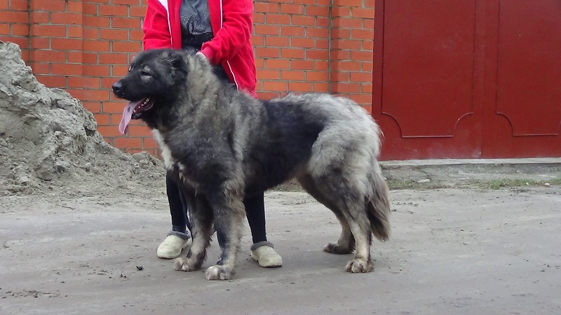 Кавказская овчарка девочка, Русский Риск Дива II