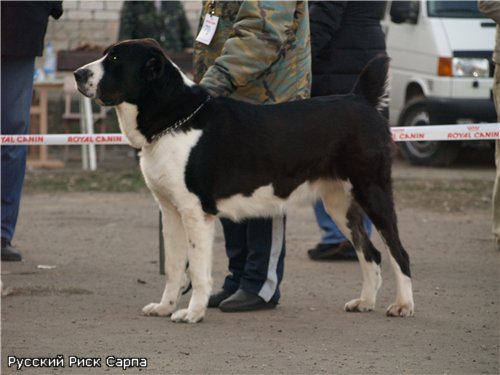 Среднеазиатская овчарка Русский Риск Сарпа 1,5 года.