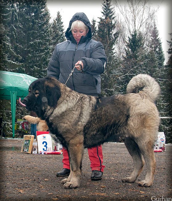 кавказская овчарка, кобель Русский Риск Ангел Мой