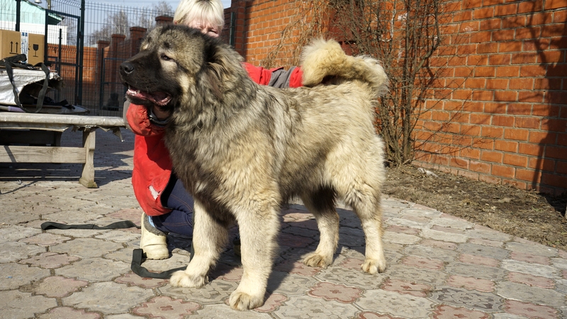 КАВКАЗСКАЯ ОВЧАРА, ЩЕНОК РУССКИЙ РИСК ОБЕРЕГ 7 МЕСЯЦЕВ