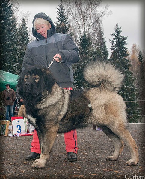 кавказская овчарка Русский Риск Кайра