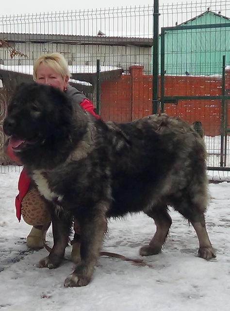 КАВКАЗСКАЯ ОВЧАРК  РУССКИЙ РИСК ДИВА 2