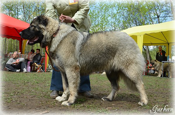 КАВКАЗСКАЯ ОВЧАРКА КАЛУЖСКИЙ ВИТЯЗЬ КИТАНА